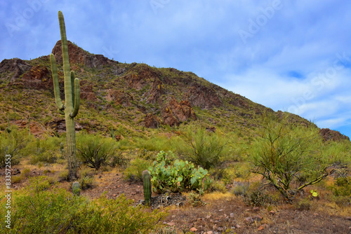 Sonora Desert Arizona Picacho Peak State Park photo