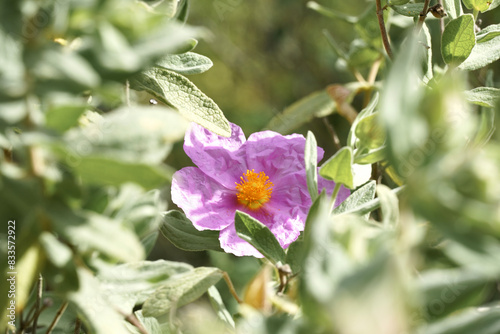 Close up lilac flowering plant in the forest. Cistus albidus. photo