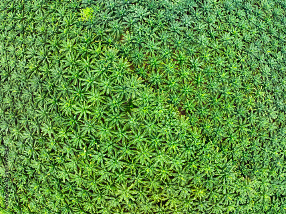 Φωτογραφία Top view aerial view of fertile oil palms trees,Aerial view of palm plantation a