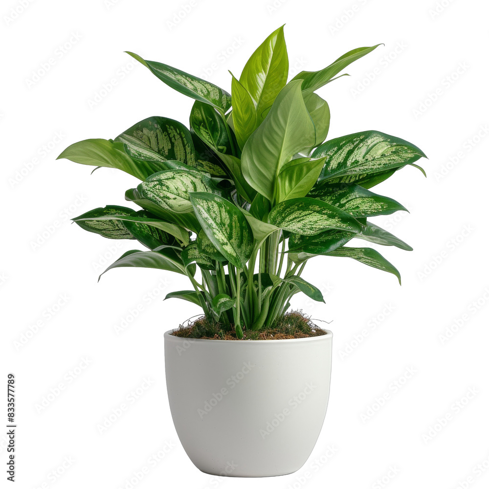 [Transparent Background PNG]Green plant in a white pot on a black background