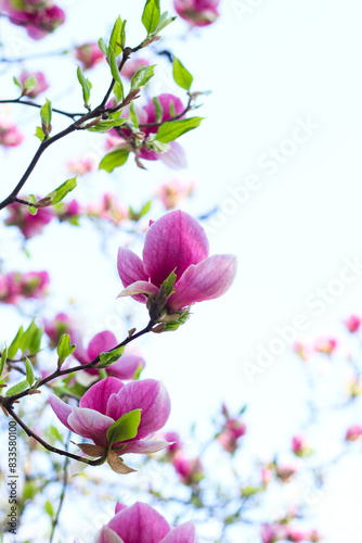 Pink magnolia flower close-up in botanical garden