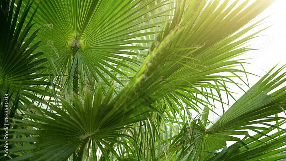 A detailed close-up of vibrant green palm leaves bathed in sunlight, capturing the intricate textures and natural beauty of tropical foliage. A detailed close-up of vibrant green palm leaves bathed in sunlight, capturing the intricate textures and natural beauty of tropical foliage.