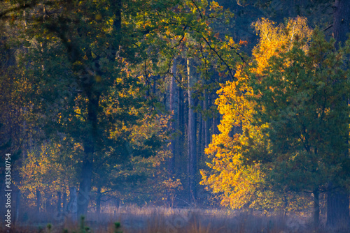 In the landscape, there is a forest where the trees bear yellow leaves. The surrounding atmosphere includes watercourses, banks, and a natural sky