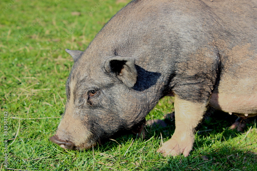 Hängebauchschwein