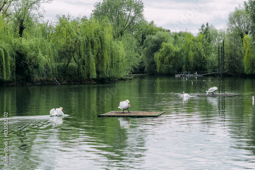 White swans swim in a large lake