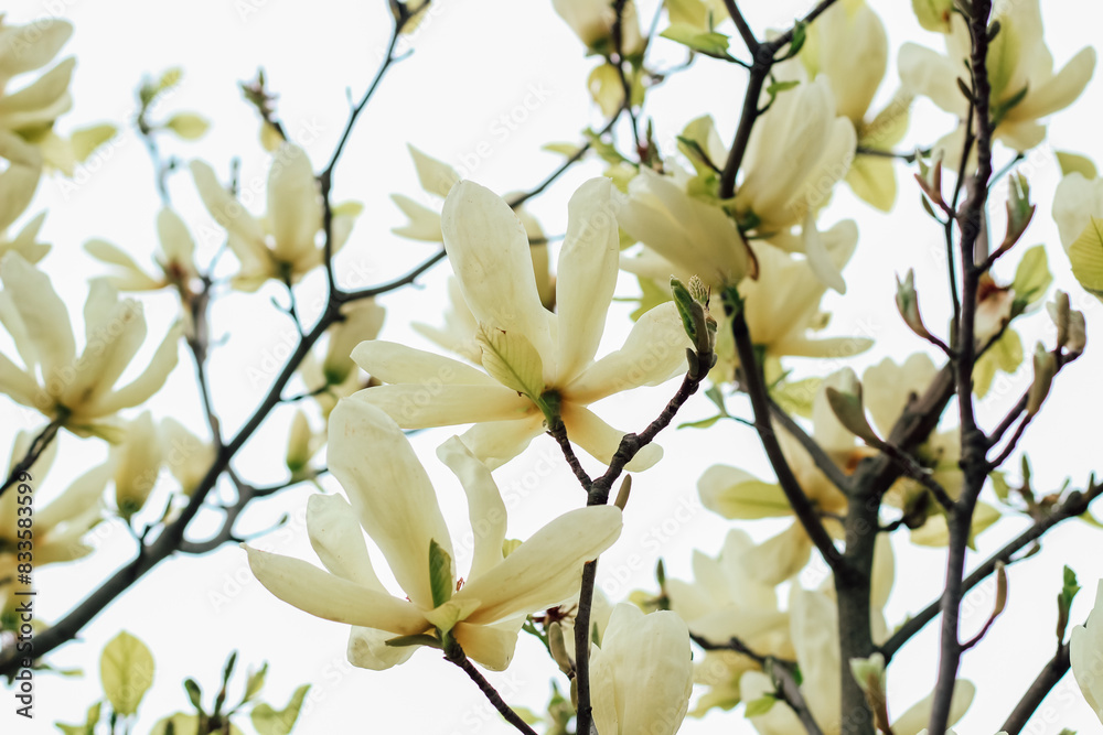 Obraz premium Yellow magnolia flower close-up in botanical garden