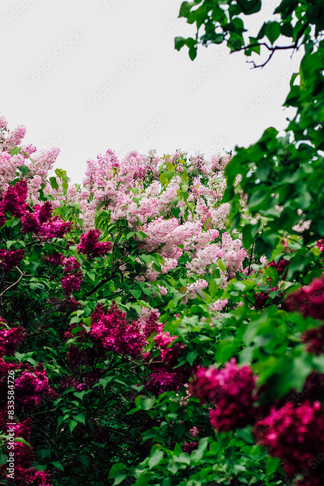 Pink lilac flower close-up in botanical garden Pink lilac flower close-up in botanical garden