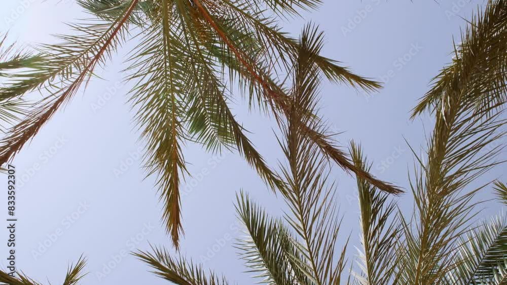Palm trees bottom view on blue sky background. Tropical coconut palm leaf trees at sunlight. Beach on the tropical island. Slow motion. Looking Up. Advertising, background picture. High quality 4k Palm trees bottom view on blue sky background. Tropical coconut palm leaf trees at sunlight. Beach on the tropical island. Slow motion. Looking Up. Advertising, background picture. High quality 4k