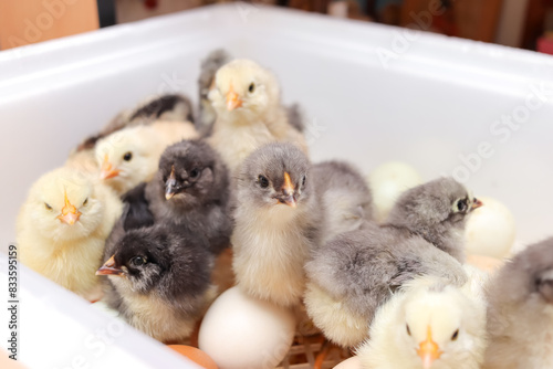 many colorful hatched chickens in the incubator. unusual yellow, gray, black purebred chickens, , livestock concept