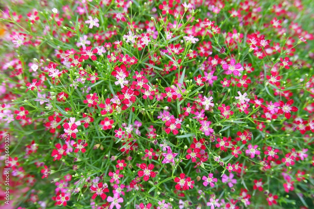 Pink gypsophila blooming beautifully on nature background Pink gypsophila blooming beautifully on nature background
