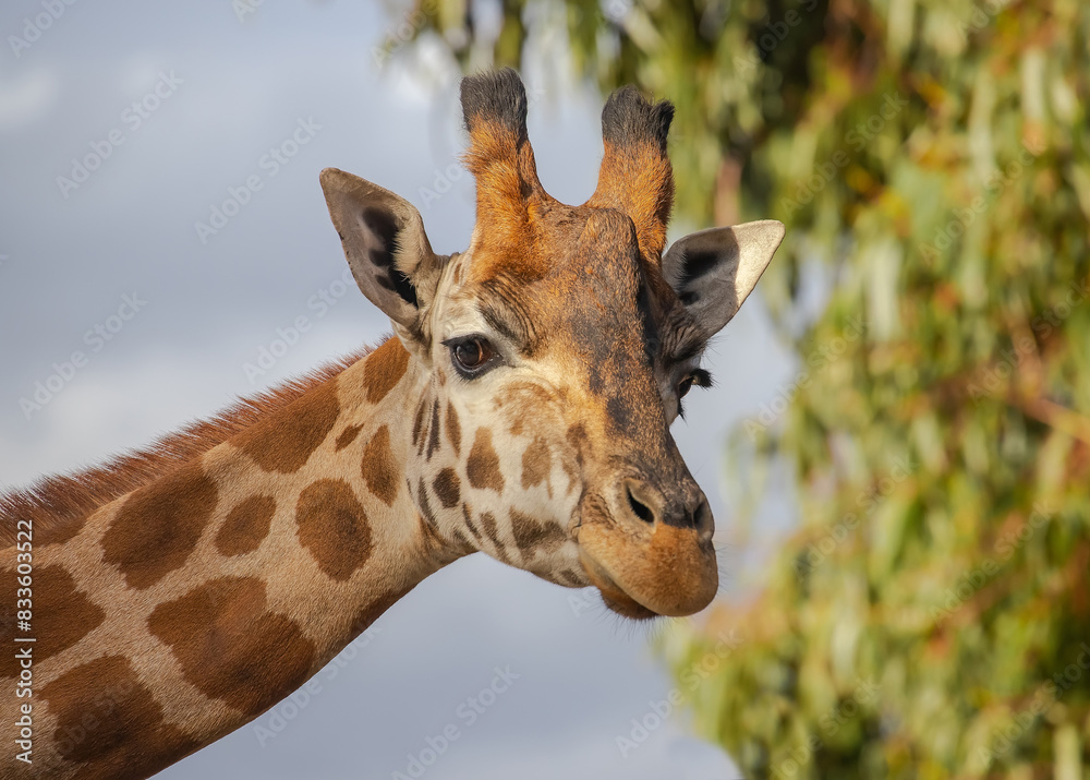 Close up of head of giraffe with beautiful eyes, long eye looks at camera, blurry green and sky background Close up of head of giraffe with beautiful eyes, long eye looks at camera, blurry green and sky background