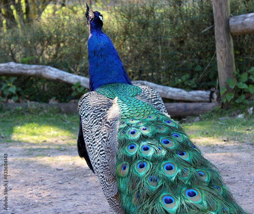 Obraz premium blauer Pfau, Pavo cristatus