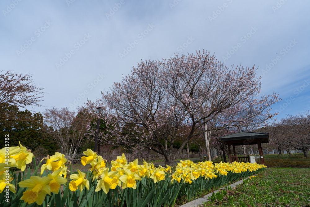 Obraz premium 桜の松前 北海道の桜の名所 道南