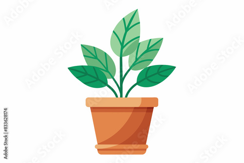 Seedlings in pots on a white background photo