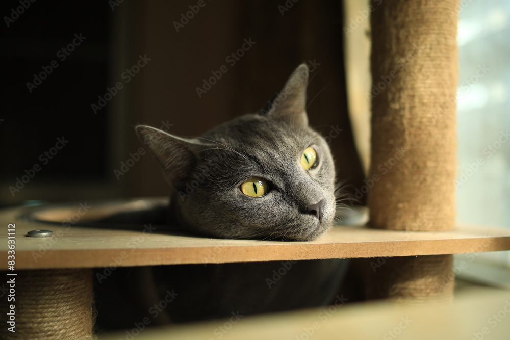 Thai Korat cat resting on a toy condo near the window
