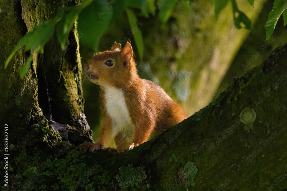cute young squirrel portrait on tree at park, wildlife cute young squirrel portrait on tree at park, wildlife