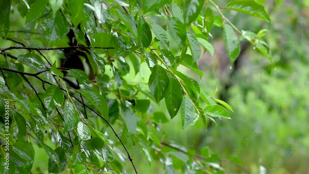 green leafs in the rain. Heavy summer rain Falling On Tree Leaves green leafs in the rain. Heavy summer rain Falling On Tree Leaves