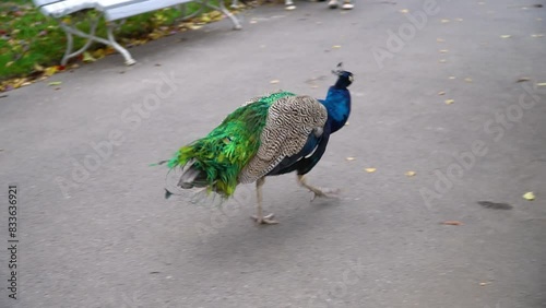Beautiful peacock walks in the park