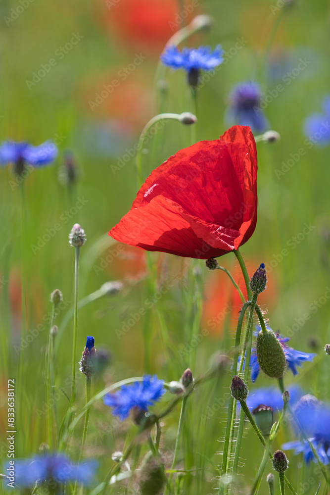 Obraz premium Beautiful summer scene of a wild meadow with red poppies (Papaver Rhoeas) and blue cornflowers (Centaurea Cyanus) near Zurich, Switzerland.