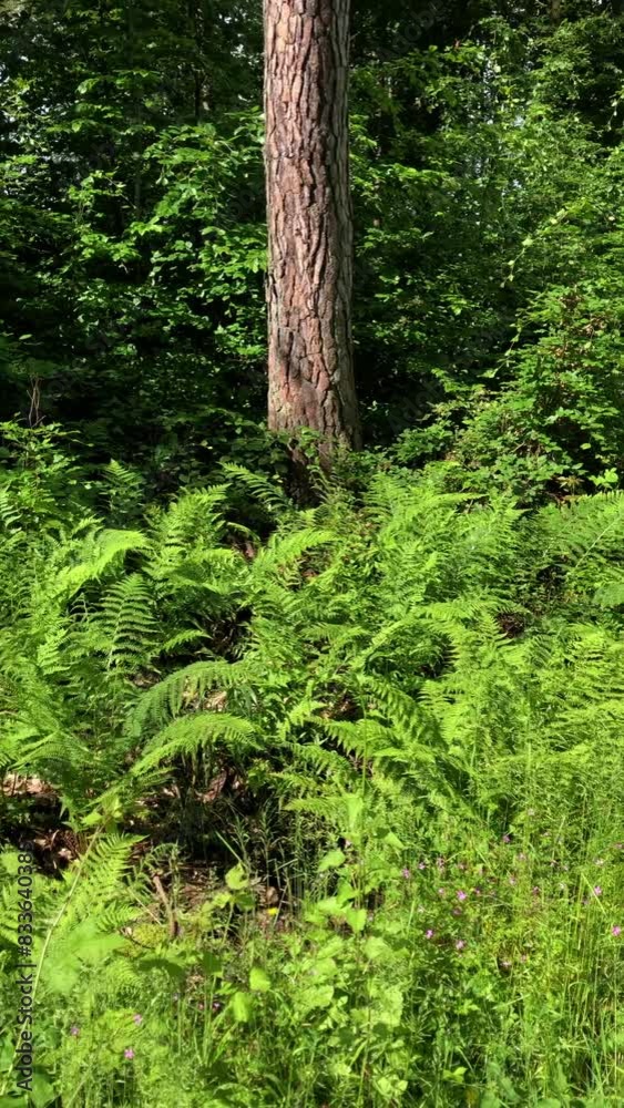 Green fern plants and leaves in front of a tree in a forest, natural background vertical video Green fern plants and leaves in front of a tree in a forest, natural background vertical video
