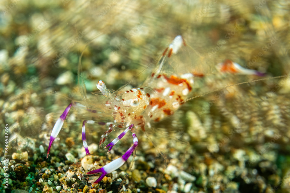 Ancylomenes speciosus - Prächtige Partnergarnele - Anilao Philippinen Ancylomenes speciosus - Prächtige Partnergarnele - Anilao Philippinen