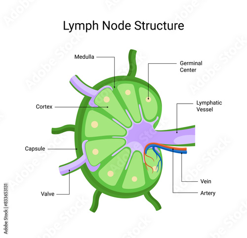 Structure of lymph node diseases