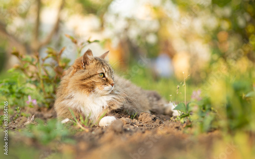 fluffy red cat walking on summer nature in garden, lovely pet s