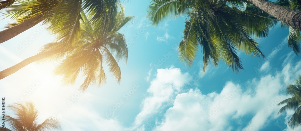 exotic forest of coconut trees in sunny weather. Creative banner. Copyspace image