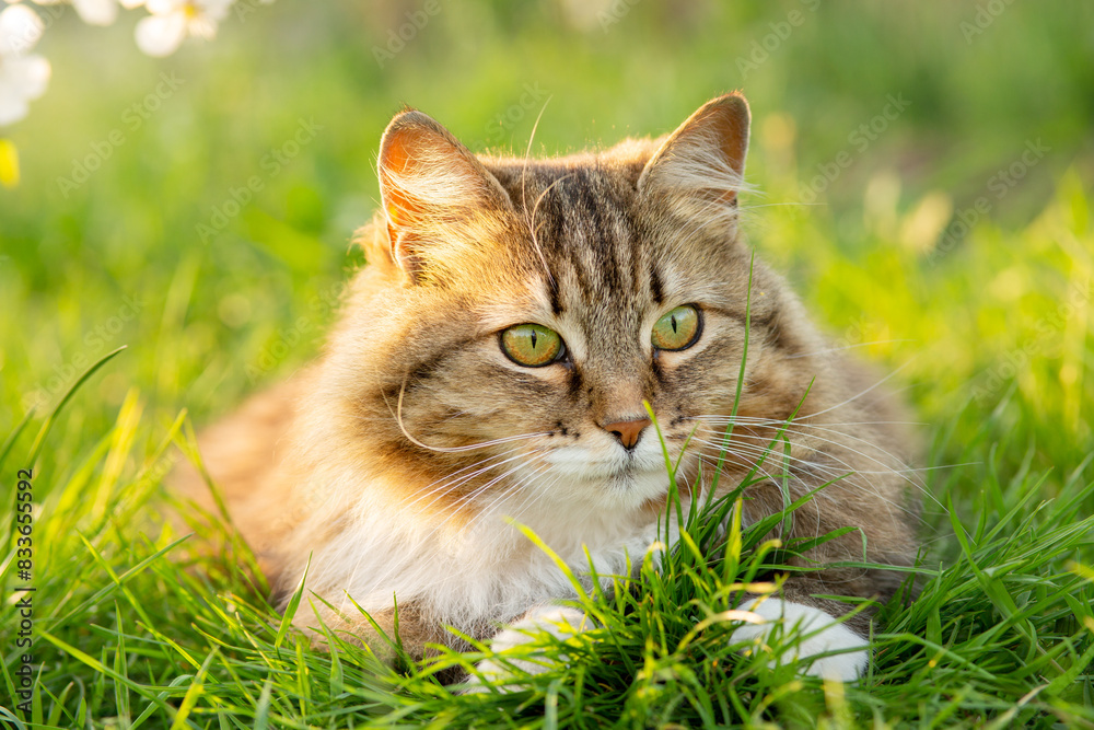 fluffy red cat rest on summer nature, pet walking in garden on background of green grass