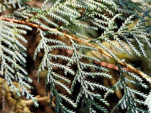 Close up of cupressus cashmeriana plant photo