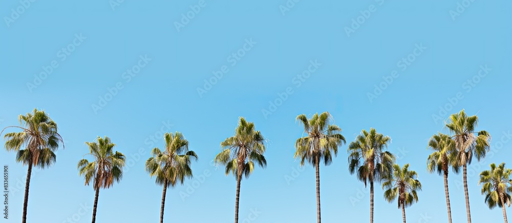 Fototapeta premium Palm trees view from below into the sky. Creative banner. Copyspace image