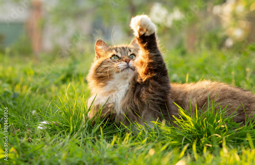 fluffy red cat rest on summer nature, pet walking in garden on background of green grass