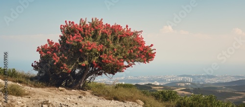 Oreopanax dactylifolius shrub in sicily. Creative banner. Copyspace image