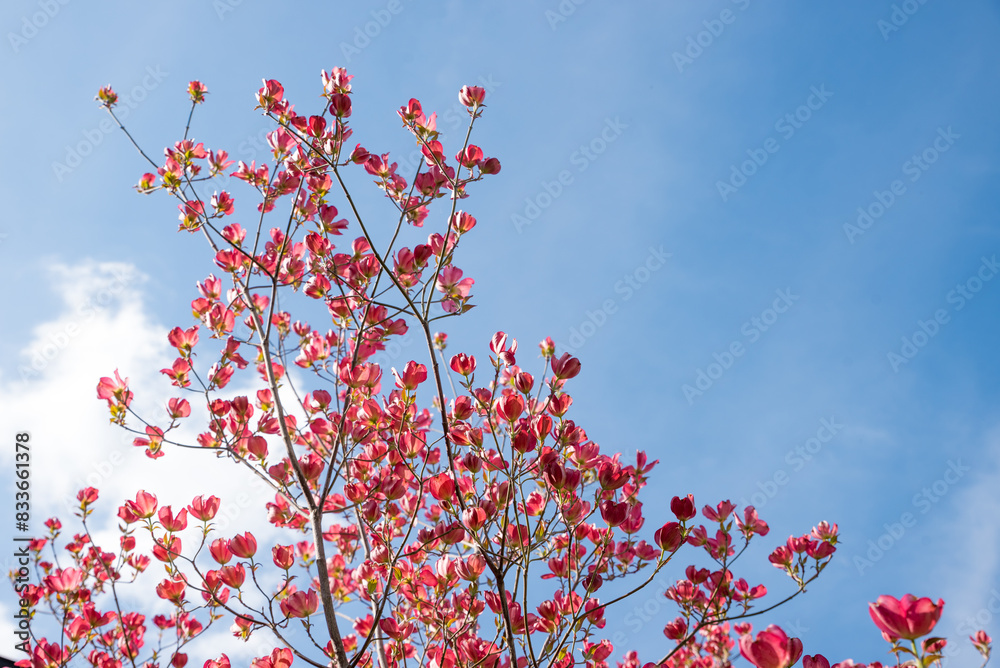 tree crown of flowering dogwood, cornus kousa, with pink blossoms tree crown of flowering dogwood, cornus kousa, with pink blossoms