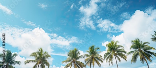 A grove of palm trees as seen from below against blue sky and white clouds. Creative banner. Copyspace image
