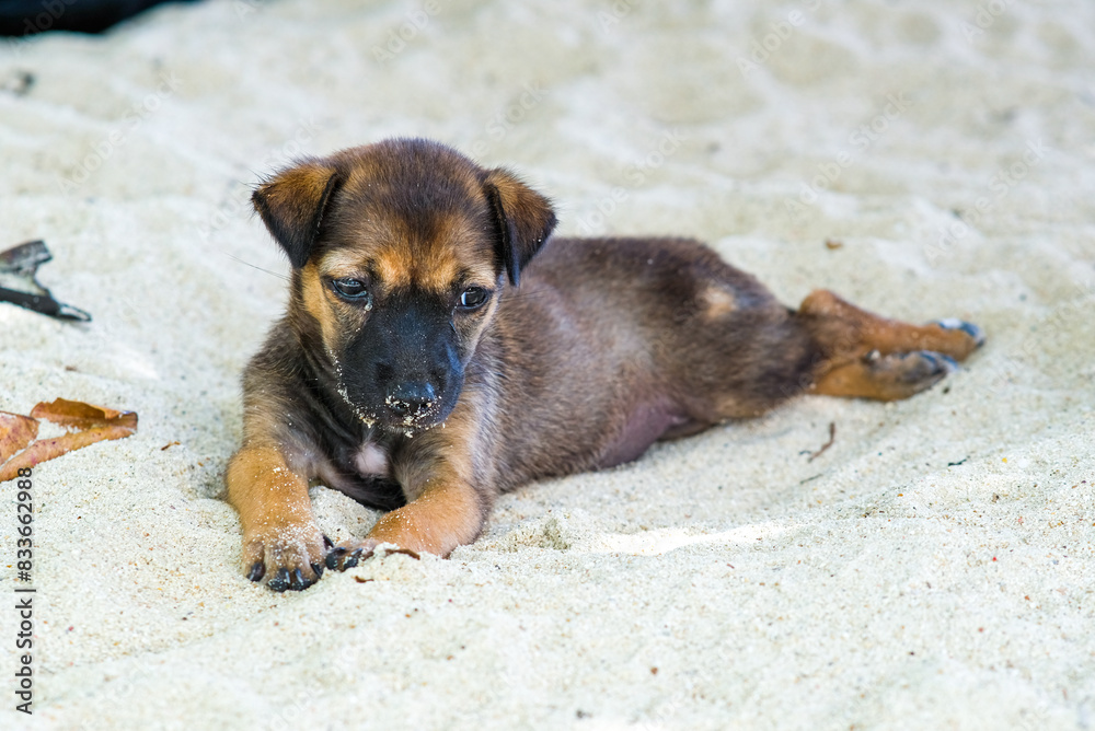 Brown black dog lying down in the beach. Brown black dog lying down in the beach.