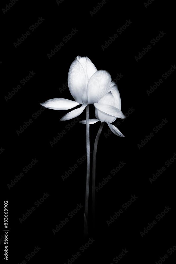 Lotus flower beautiful blossom in monochrome