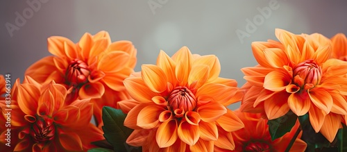 Orange Dahlias for a wall on a blurred background. Creative banner. Copyspace image