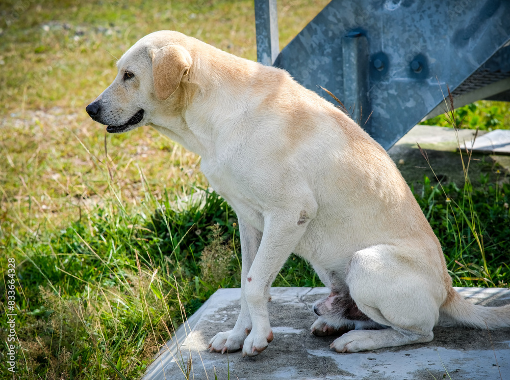 Brown white dog sitting within the building shade. Brown white dog sitting within the building shade.