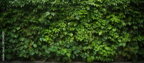 Wall of leaves. Creative banner. Copyspace image
