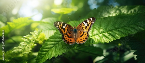 brown butterfly perched on a green leaf. Creative banner. Copyspace image