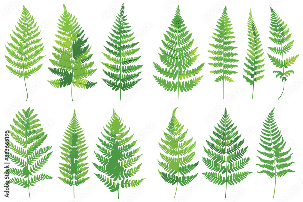 Obraz premium Decorative fern leaf, Green fern leaf, Realistic fern leaf set, Realistic tropical green fern leaves, Fern leaf isolated on white background, Fern leaf vector illustration