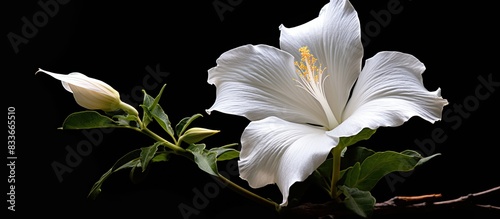 One white flower of devils trumpet bush. Creative banner. Copyspace image photo