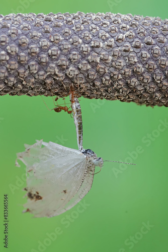 A weaver ant is eating the carcass of a white butterfly. This insect has the scientific name Oecophylla smaradigna L. photo