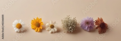 Dried flowers on a beige background. Herbarium