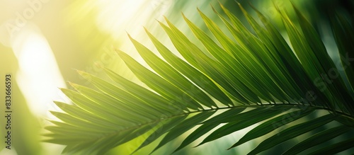Copy space image of lush green palm leaves bathed in soft natural light set against a blurred background providing ample room for text placement