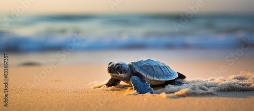 A determined Olive Ridley turtle hatchling crawls on the sandy beach its destination the vast ocean This copy space image beautifully symbolizes a child s journey towards a promising future photo