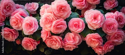 A stunning shot of pink begonia flowers in a home garden with enough space for any additional content in the image