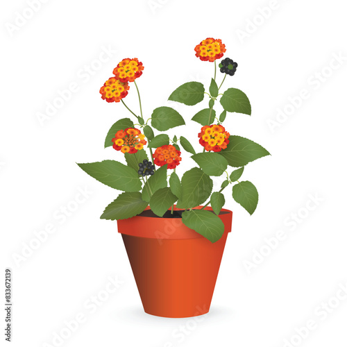 Lantana Camara with leaves, flowers and fruit berries in a plastic pot isolated on a white background. Houseplant realistic vector drawing for flower shop advertising, room design, sale banner, icon.