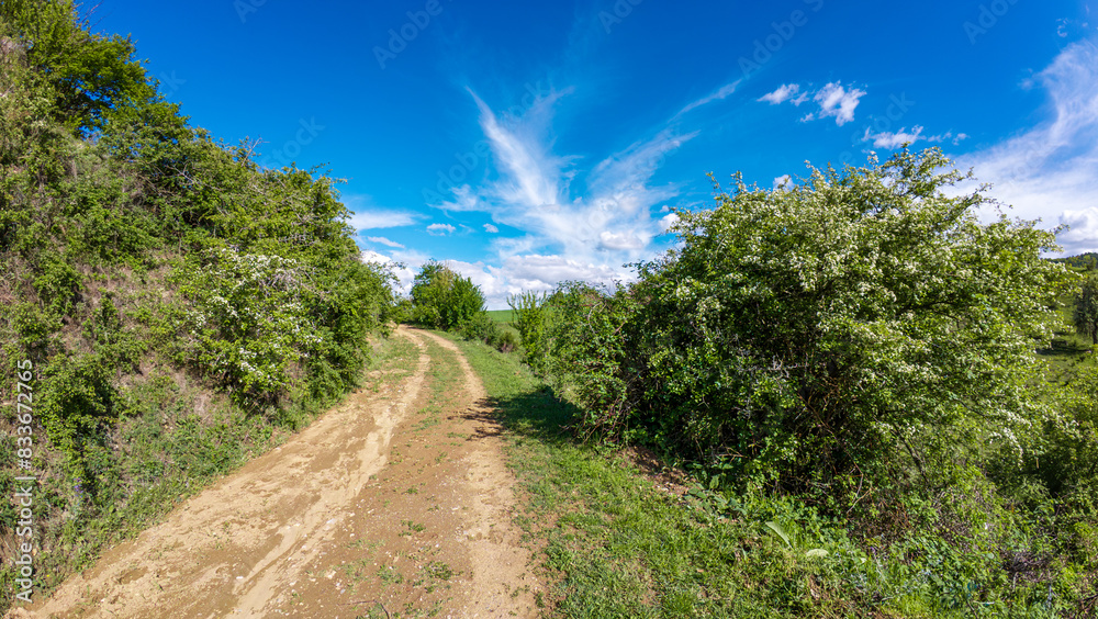 Dirt pathway flanked by lush greenery